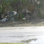 Another Shantytown built illegally taken down on Faith Ave. North