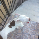 Owner wants stolen pitbull back!