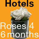 Natural ROSES for Hospitality Industry that last 6 MONTHS