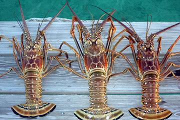 Buy crawfish net Online in Bahamas at Low Prices at desertcart